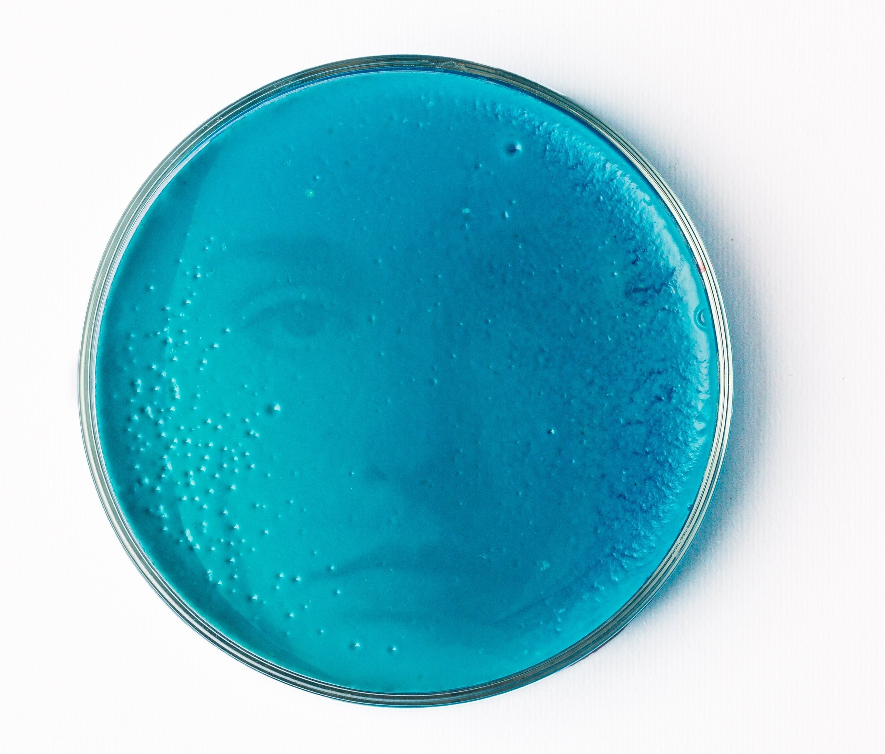 Portrait on agar plate (Constance Parra shot by Akriti Sondhi). Photo Credit: Akriti Sondhi