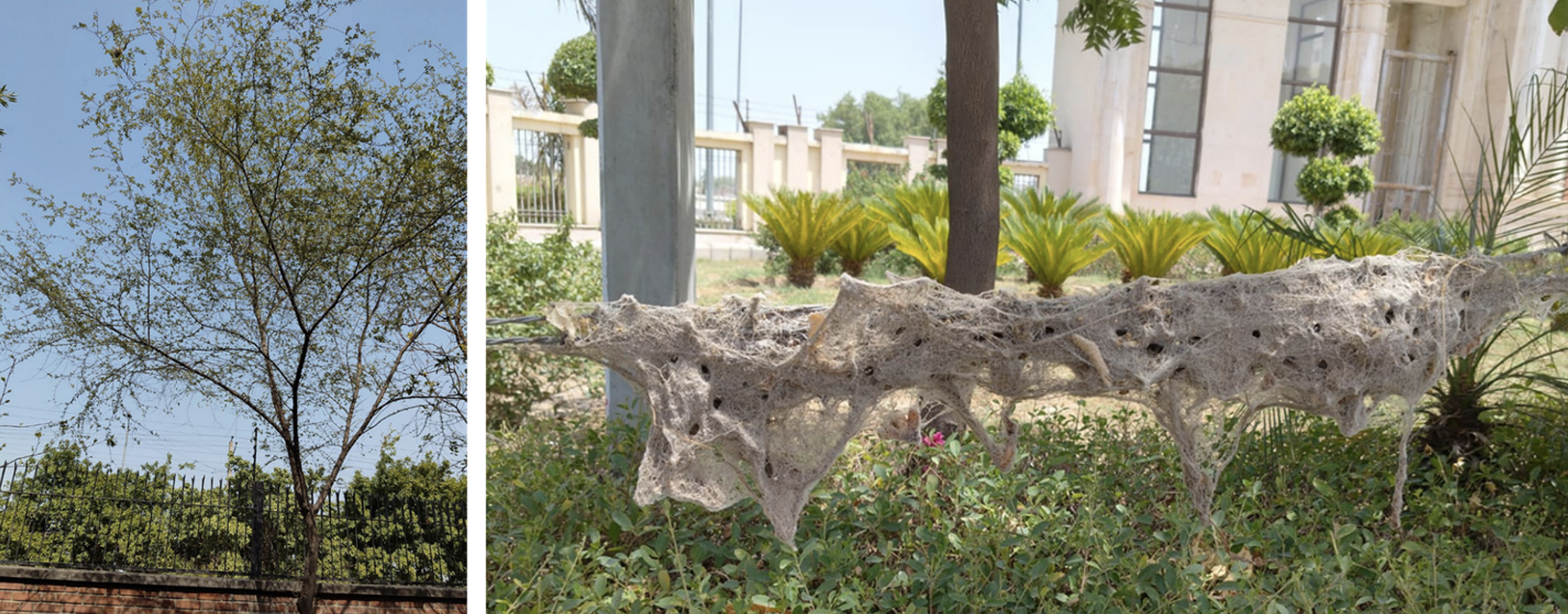 The lowest spider nests inside (at a height of 3.97 m) and outside (at a height of 0.5 m) the Ashoka University campus, as observed by the participants in the LGP ecology module. Photo Credit: The LGP participants.